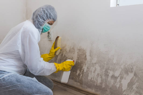 Best Black Mold Removal  in Van Meter, IA