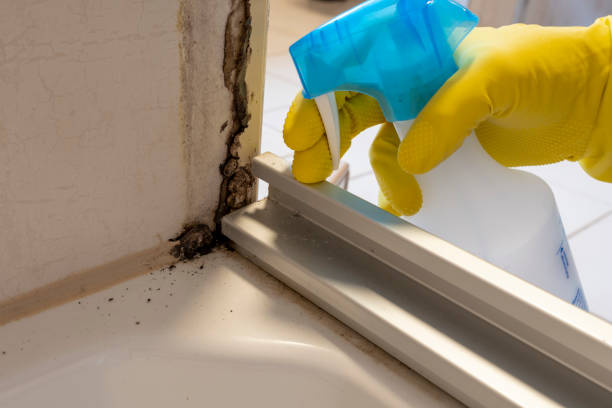 Best Commercial Mold Removal  in Van Meter, IA
