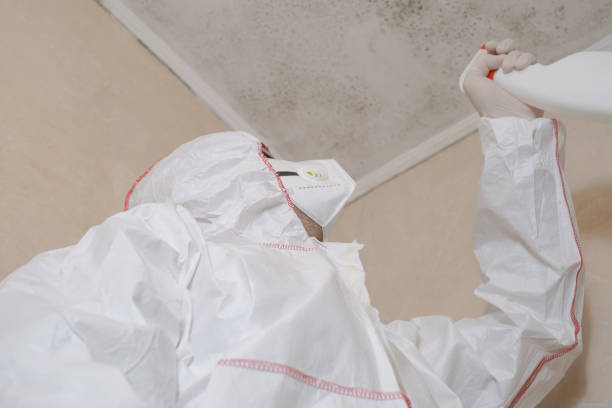 Best Mold Remediation Experts  in Van Meter, IA