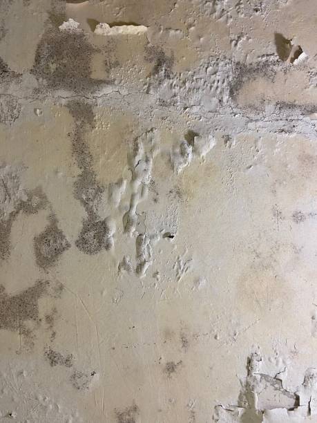 Best Mold Removal Company Near Me  in Van Meter, IA