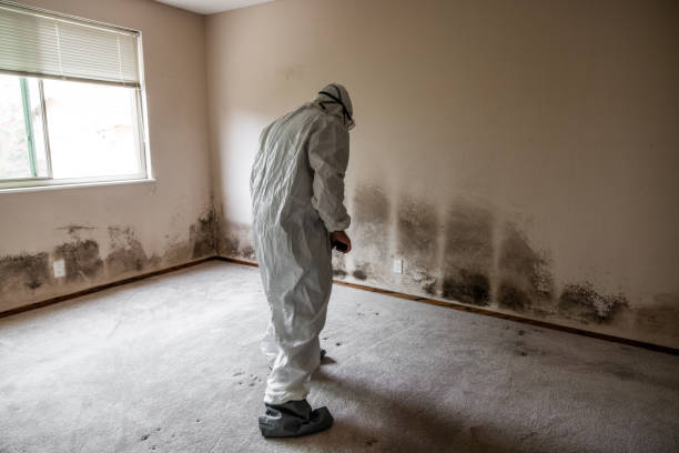 Best Mold Damage Repair  in Van Meter, IA
