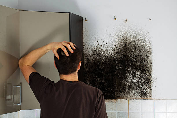 Best Office Mold Removal Services  in Van Meter, IA
