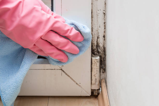 Best Professional Mold Removal  in Van Meter, IA