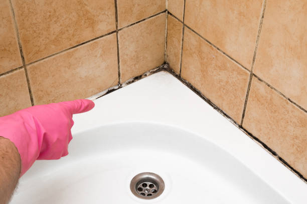 Mold Removal Process in Van Meter, IA
